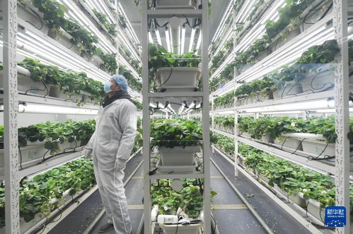 草莓小鎮(zhèn)迎來(lái)產(chǎn)銷(xiāo)旺季，農(nóng)業(yè)技術(shù)推廣助力產(chǎn)業(yè)升級(jí)