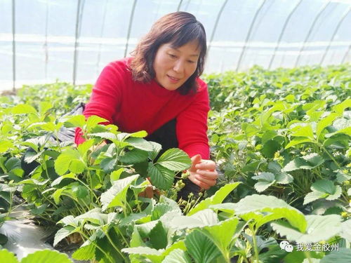 科技賦能田野，點(diǎn)亮現(xiàn)代農(nóng)業(yè)新希望——專(zhuān)訪青島市農(nóng)業(yè)技術(shù)推廣協(xié)會(huì)會(huì)長(zhǎng)、九龍山合作社理事長(zhǎng)李春花