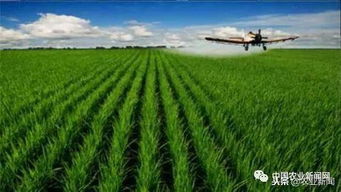 我國(guó)農(nóng)業(yè)科技創(chuàng)新專(zhuān)利數(shù)量領(lǐng)先與技術(shù)落地艱難的矛盾解析