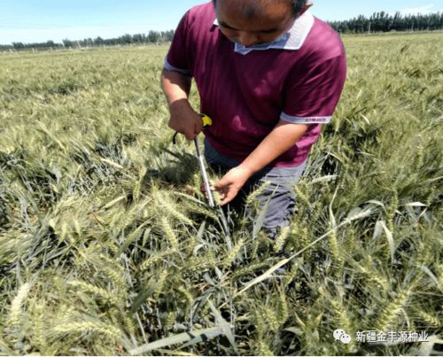 專(zhuān)家指導(dǎo)助力發(fā)展——阿瓦提縣農(nóng)業(yè)農(nóng)村局農(nóng)技推廣中心高級(jí)農(nóng)藝師深入企業(yè)檢查指導(dǎo)工作